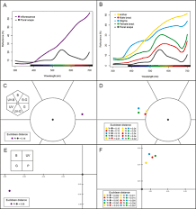 Image result for Ascolepis trigona
