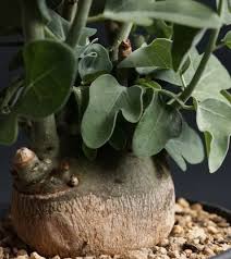 Image result for Adenia spinosa