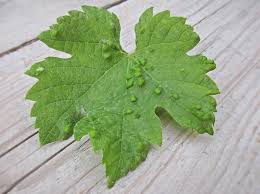 Image result for Colomerus vitis
