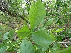 Image result for Allophylus lastoursvillensis