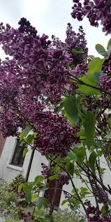 Lilac Budleigh In Monkton Plants Lilac Flowers