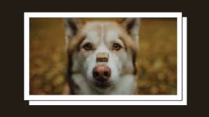 Check spelling or type a new query. These Cbd Chews Can Help Promote Everyday Wellness For Your Furry Best Friend