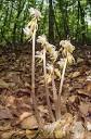 Epipogium aphyllum - Ghost Orchid