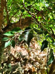 Image result for Scolopia mundii