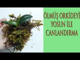 Koku Kalmamis Orkide Nasil Canlanir Koku Kalmamis Orkideyi Nasil Kurtarabiliriz Orchid Has No Root Youtube Orkideler Bitki Bahce Gulleri