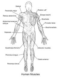Human Muscles Front View Coloring Page From Anatomy Category Select From 24661 Printable Crafts Human Muscle Anatomy Anatomy And Physiology Quiz Human Anatomy