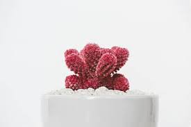 plant garden flower petals red white aesthetic pikist plant garden flower petals red