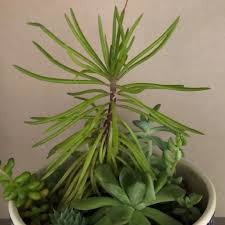 Image result for Kleinia abyssinica