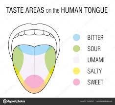 Tongue Taste Bud Chart Taste Buds Colored Tongue Chart