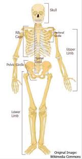 Human Skeleton Human Skeletal System Human Body Systems Skeletal System