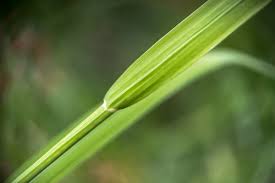 Image result for Lipocarpha chinensis