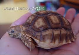 Sulcata Care Chicago Exotics Animal Hospital