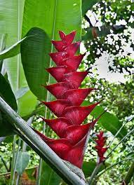 Pin On Heliconia Ginger Curcuma