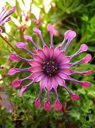 Products Archive Newplant Nursery South African Flowers Plants African Plants