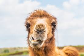 How do you know spring is here? Is This Stuffed Camel Recipe Real Snopes Com