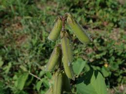 Image result for Crotalaria incompta