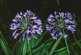 Image result for Agapanthus campanulatus