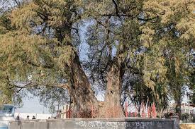 Ahuehuete is a 9 letter word, used as a noun, and has the letters aeeehhtuu (aehtu). En Azcapotzalco Hay Un Ahuehuete De 728 Anos Que Alberga Millones De Pajaros Y Cuida A Los Vecinos