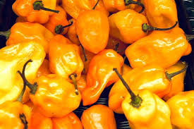 Step one cut the stem ends off the peppers. Dehydrating Habanero Peppers At Home Easy Guide Peppergeek