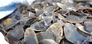 Their scales are very different to those of a reptile however, new studies suggest they are closer to the carnivora, which consists of hyenas. Breaking More Tusks Pangolin Scales Seized At Malaysia S Kuala Lumpur International Airport World Animal News