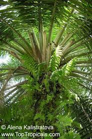 Image result for Elaeis guineensis
