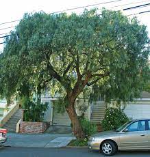 Pepper Tree Friends Of The Urban Forest Pepper Tree Backyard Trees Drought Tolerant Trees California
