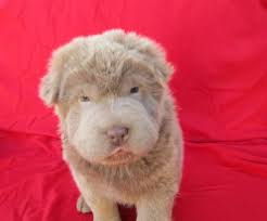 Feb 05, 2021 · when puppies shed their first coat, they can appear scruffy and may even change color. Shar Pei Colors