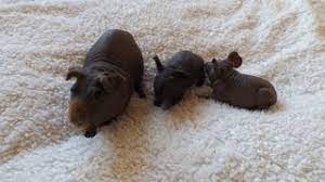 More about guinea pigs at the website. Hairless Guinea Pig Cute Babies Youtube