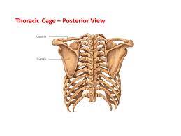 This furrow isn't present in the 11th and 12th ribs. The Skeletal System Labelling The Bones Ppt Video Online Download