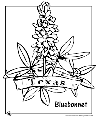 Bravery, loyalty, and purity. despite these specifications, there was no standard reference to define what constituted blood red and azure blue, and few texas flags were manufactured in the official. State Flower Coloring Pages Texas State Flower Coloring Page Classroom Jr Flag Coloring Pages Flower Coloring Pages Coloring Pages