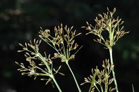 Image result for Fimbristylis