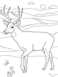 White Tailed Deer Coloring Page Deer Coloring Pages Animal Coloring Pages Deer Pictures