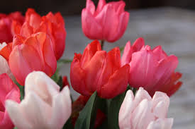 Cape cod oil offers fuel oil, propane delivery and services throughout the cape. The Best Flower Shops On The Cape Capecod Com