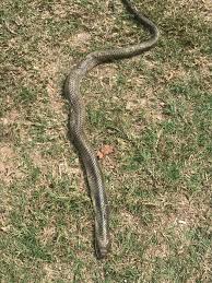 Image result for Atractus arangoi