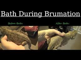 We Re Setting The Record Straight On Bearded Dragon Brumation From What It Is To How To Care For A Brumating Beardie In 2020 Bearded Dragon Bearded Dragon Care Dragon