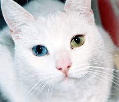 Warna mata kucing persia cukup beragam biasanya berwarna kuning emas atau bahkan ada juga yang berwarna biru. Harga Kucing Odd Eyes Daftar Harga Terbaru Oktober 2020