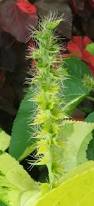 Image result for Acalypha allenii