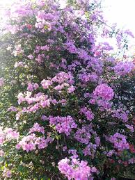 Different kinds of flowers in the philippines with names. Common Blooms Around The City Philippine Observers