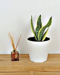 Image result for Tristachya superba