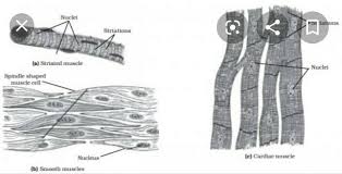 A muscle of the hip originating on the lateral surface of the ileum and inserted in the greater trochanter of the femur. Describe The Well Labelled Diagram Of Various Types Of Muscle Found In Human Body Brainly In