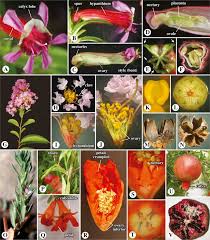 Image result for Punicaceae