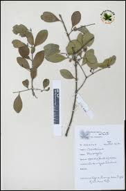 Image result for Pleurostylia