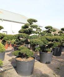 » luxurytrees® ➤jetzt gartenbonsai online kaufen. Taxus Cuspidata Alter 90 Jahre Bonsai Produkt Information Bonsai Bonsai Spezialist