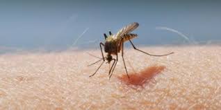 Arme Secrete Anti Moustiques Ce Soin Aux Huiles Essentielles Ne Vous Lachera Pas Cet Ete Astuces De Grand Mere Moustique Anti Moustique Piqure De Moustique