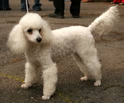 Love your poodle but looking for a new hair style? Toy Poodle Greatdogsite