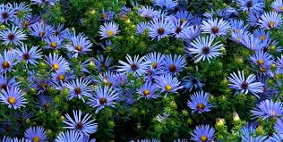 September Flower of the Month – Aster ...