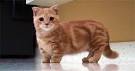 Munchkin Cat Breed Profile | Petfinder