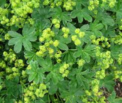 Image result for Alchemilla microbetula