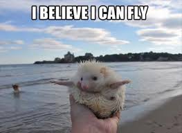 Funny Animal Pictures Funny Animal Pictures Funny Animals Cute Animals