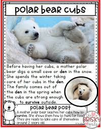 Polar Bears First Grade Polar Bears Reading Passages Polar Bears Kindergarten Polar Bear Polar Bear Facts